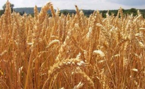 fao-production-mondiale-blé