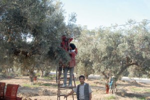 Tunisie-olives-production-record