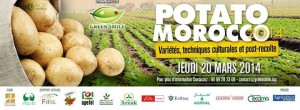 Potato morocco 2014