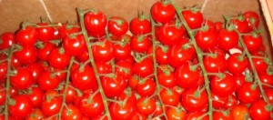 Tomates-cerises-marocaines