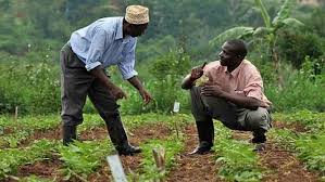 afrique-agriculture2