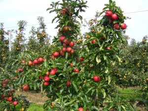 Maroc-Pommes-Production
