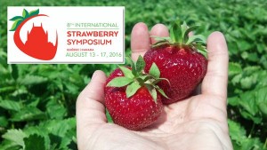strawberry Québec