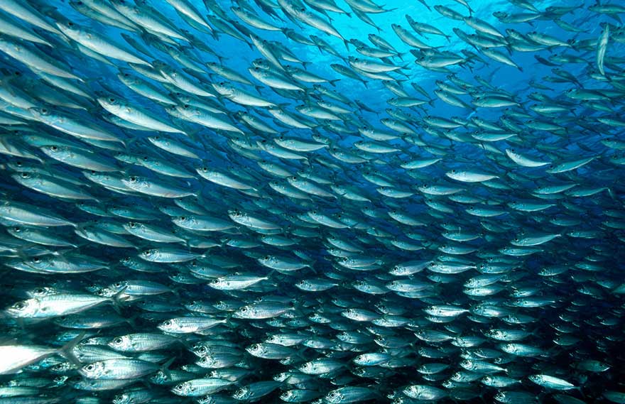 Impactées par leur environnement, les sardines rétrécissent en Méditerranée