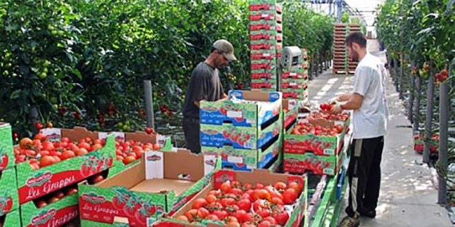 Maroc Agriculture Nouveau Record Des Exportations Marocaines De 